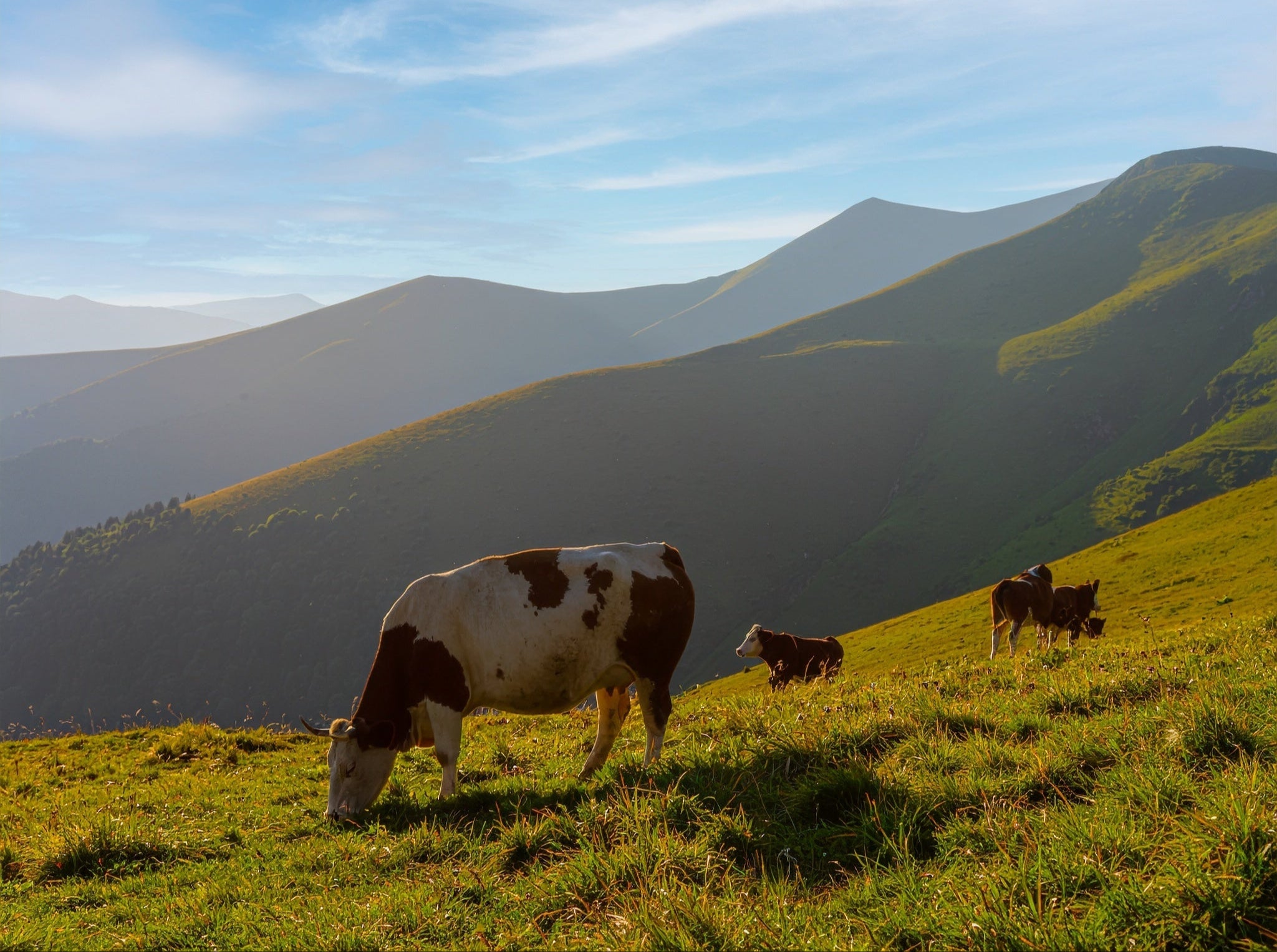 The Pasture