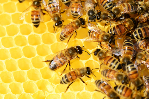 What Is Manuka Honey? Uses, Benefits, and Tips You Need to Know