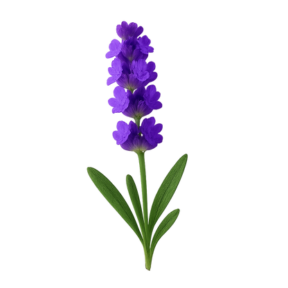 Whipped Tallow & Manuka Honey Moisturizer World’s Best Beef Tallow Balm Lavender